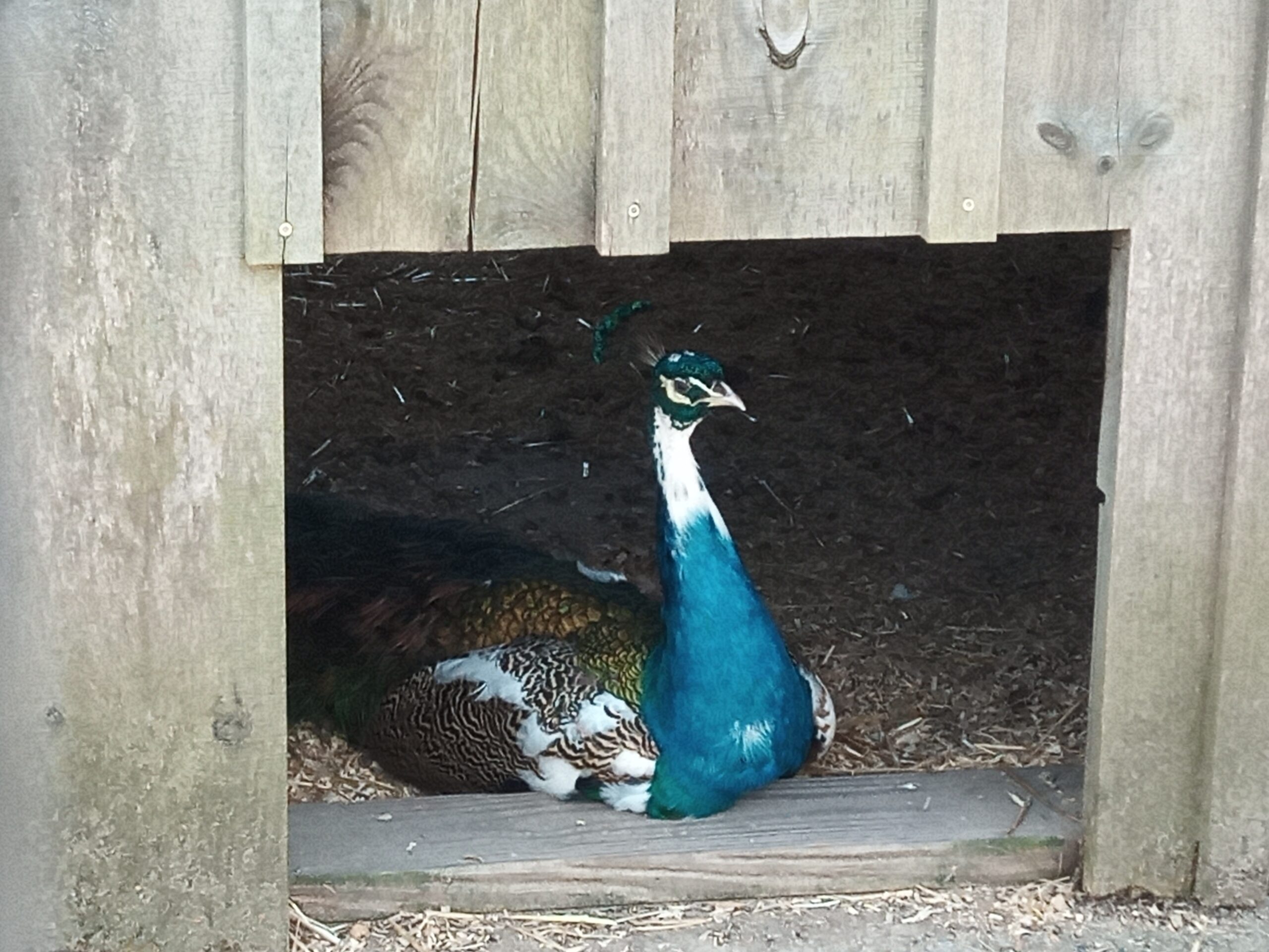 Peacock.
