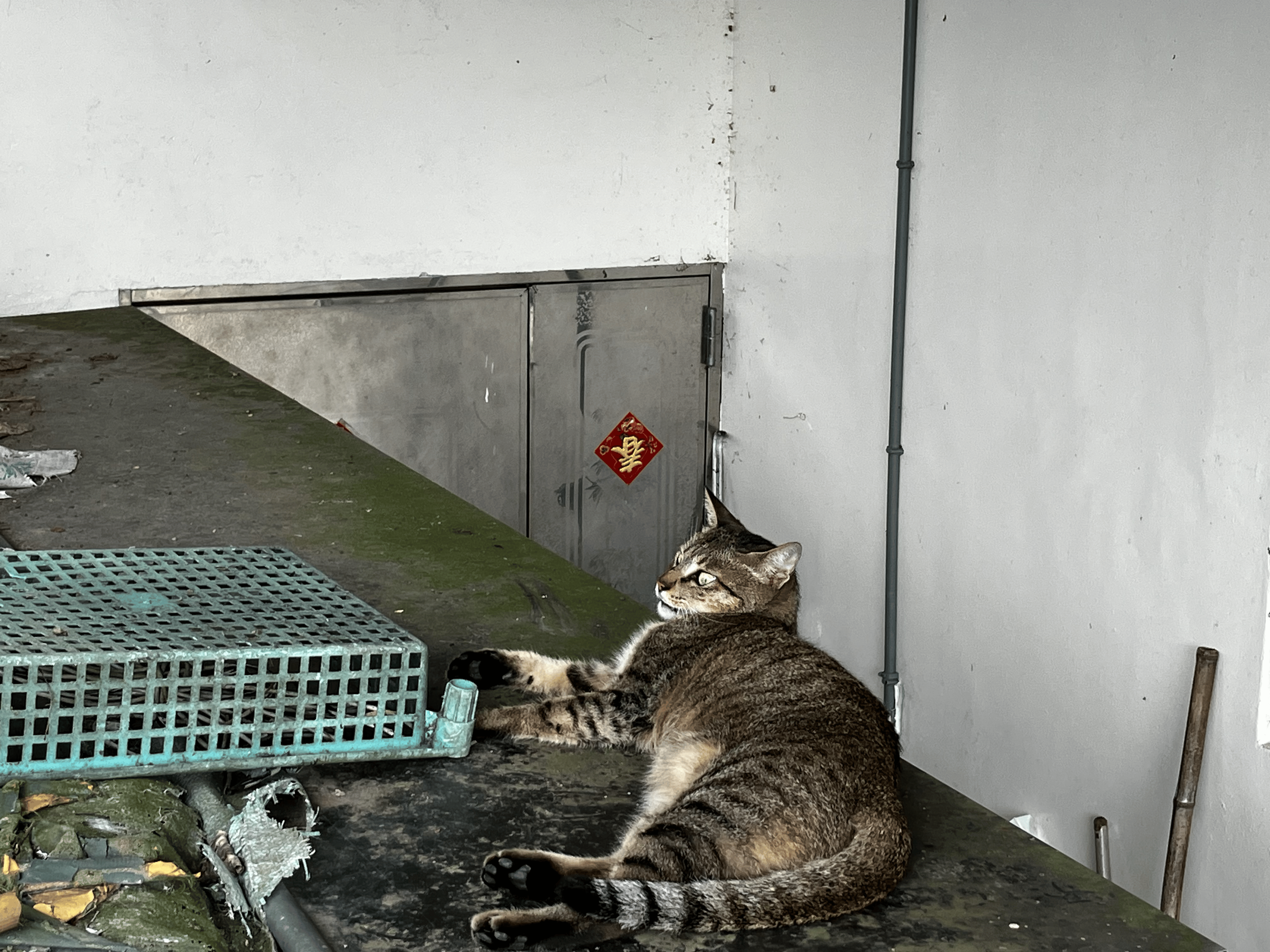 哎呀