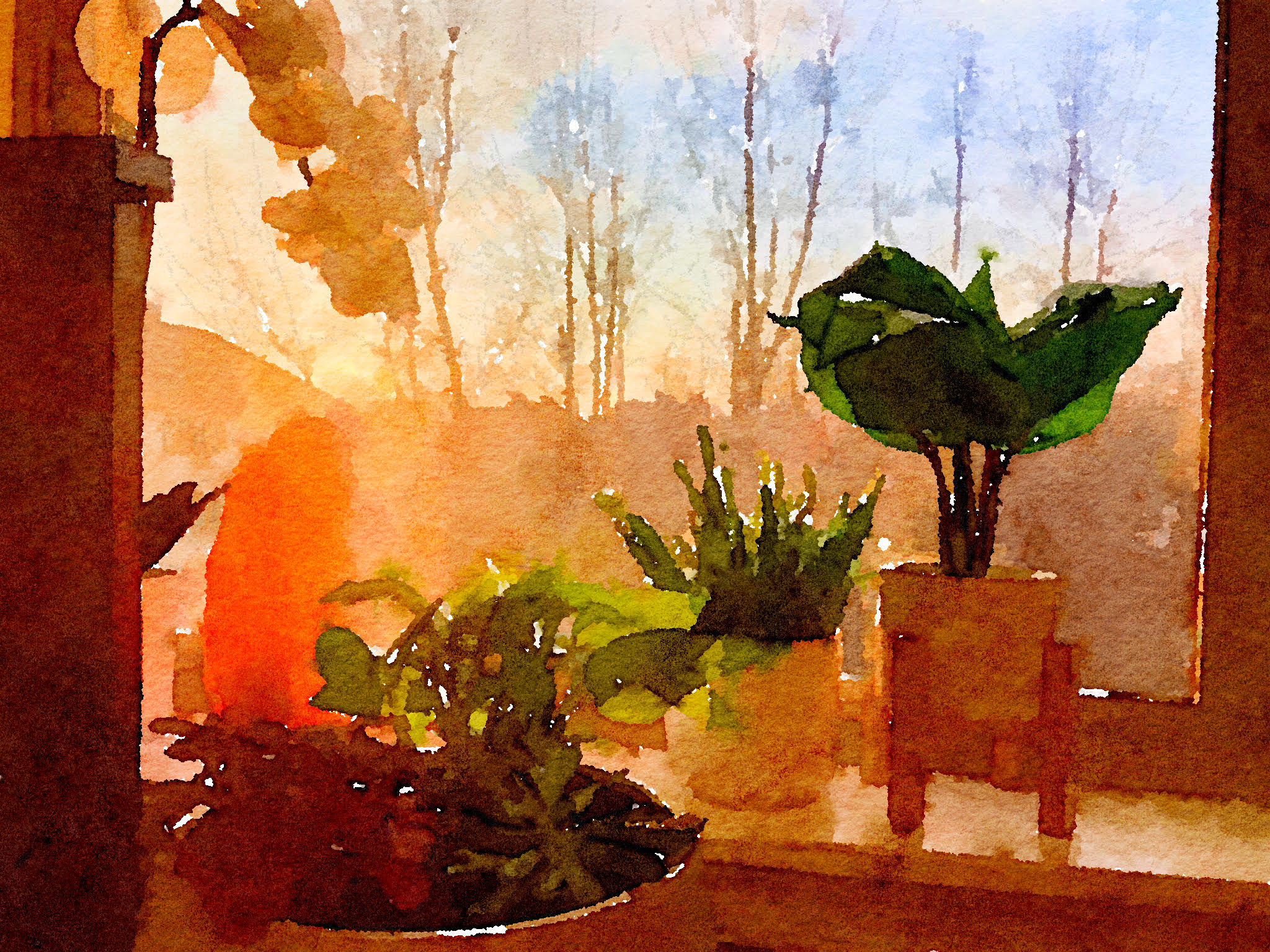 Window plants.