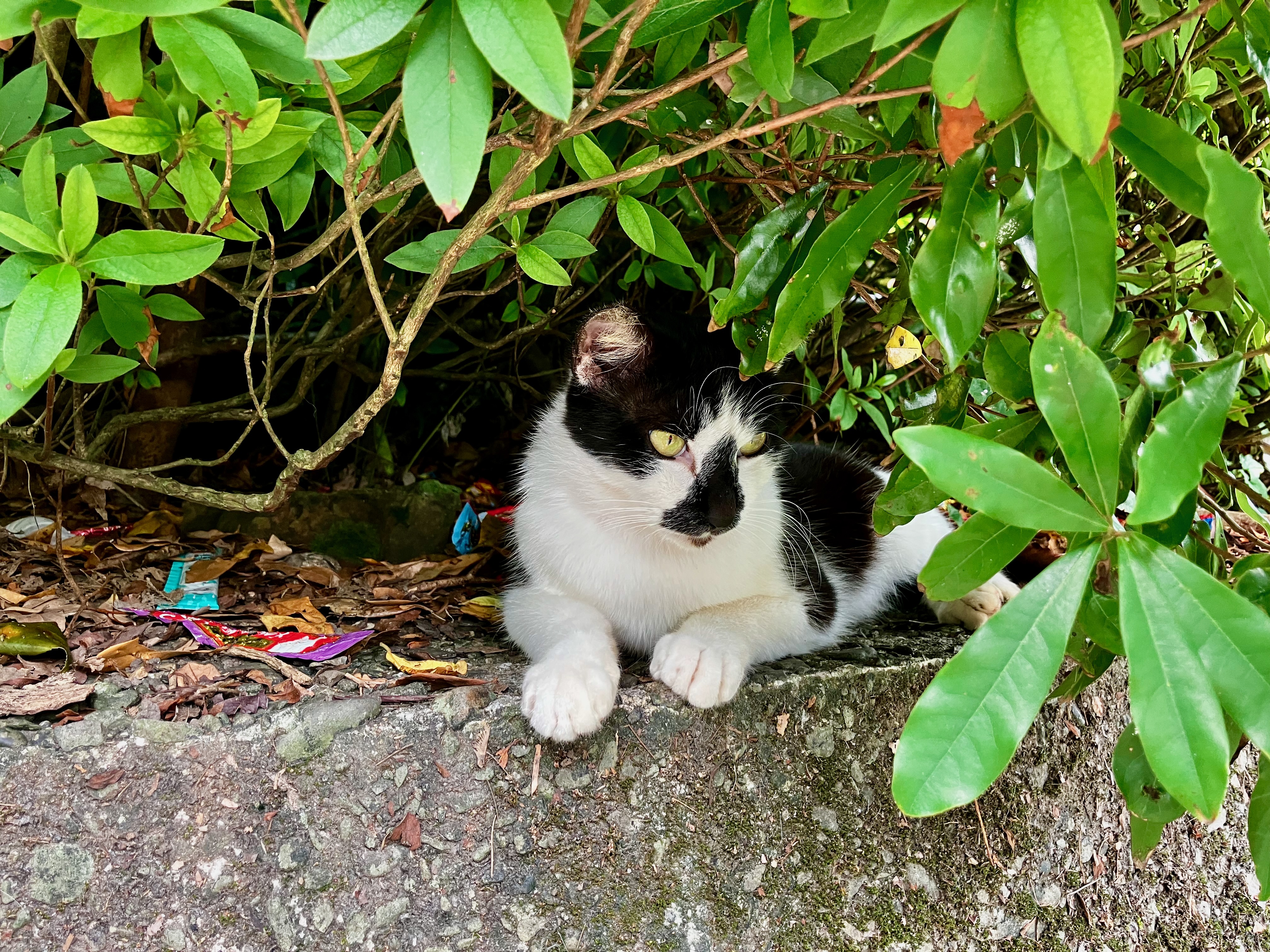 小猫比我冷静。